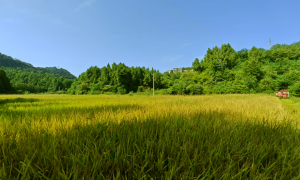 奔跑“镇”前方丨恩阳区明阳镇：党建引领，集体经济焕发新活力