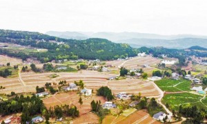 恩阳区司城街道办事处：建强村公司 兴富民产业